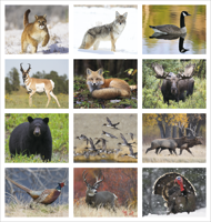 Wildlife Portraits - Spiral calendar months image